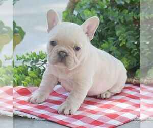 French Bulldog Puppy for sale in LEOLA, PA, USA
