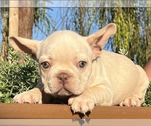 French Bulldog Puppy for sale in LOS ANGELES, CA, USA