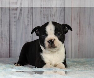 Boston Terrier Puppy for sale in FREDERICKSBG, OH, USA