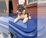 Small Photo #6 Siberian Husky Puppy For Sale in CROSSVILLE, AL, USA