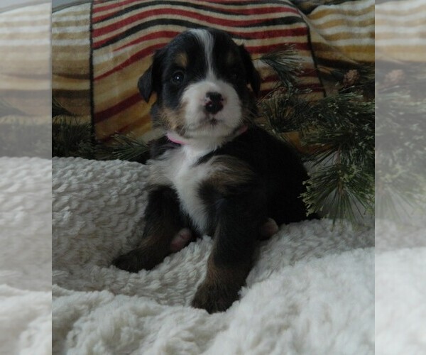 Medium Photo #2 Bernese Mountain Dog Puppy For Sale in CLARE, MI, USA