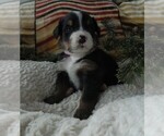 Small Photo #21 Bernese Mountain Dog Puppy For Sale in CLARE, MI, USA