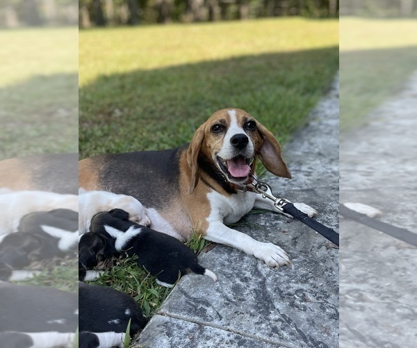 Medium Photo #1 Beagle Puppy For Sale in FORDLAND, MO, USA