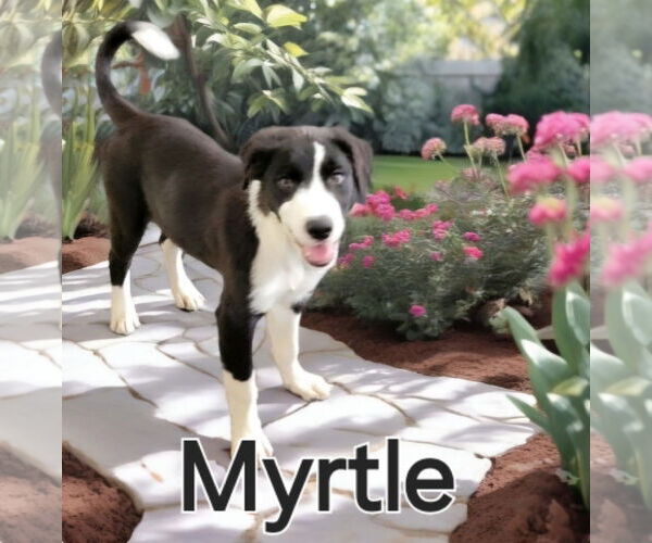 Medium Photo #5 Border Collie Puppy For Sale in Highland, IL, USA