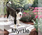 Small #4 Border Collie