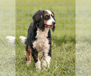 Mother of the Bernedoodle (Miniature) puppies born on 08/03/2025