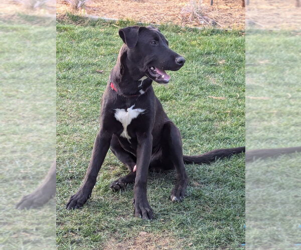 Medium Photo #5 Labrador Retriever-Unknown Mix Puppy For Sale in Dana Point, CA, USA
