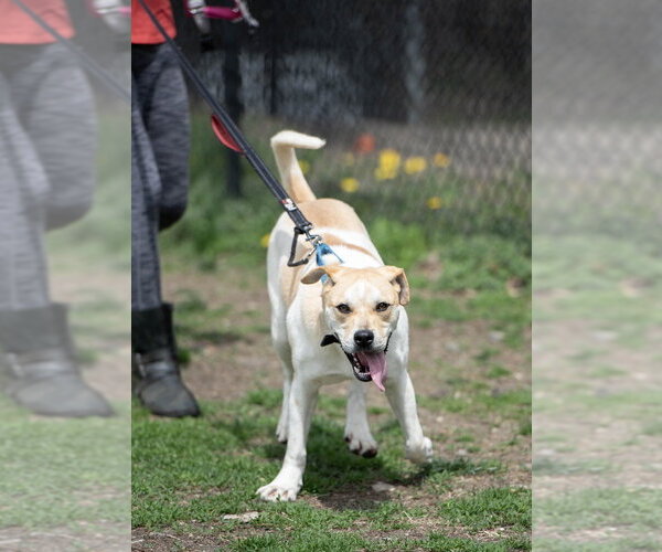 Medium Photo #11 Mutt Puppy For Sale in Elmsford, NY, USA