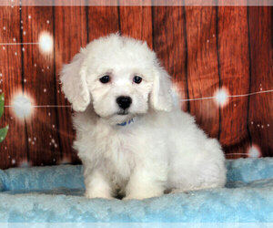 Bichon Frise Puppy for sale in PENNS CREEK, PA, USA