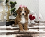 Small #1 Cavapoo (Miniature)