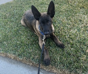Belgian Malinois Puppy for sale in VAN NUYS, CA, USA