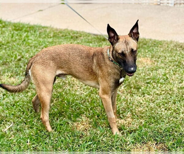 Medium Photo #2 Mutt Puppy For Sale in Imlay City, MI, USA