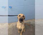 Small #2 Mastador