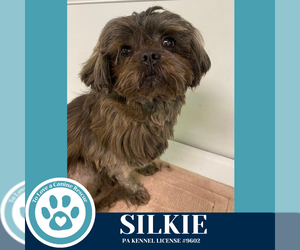 Shih Tzu Dogs for adoption in Kimberton, PA, USA