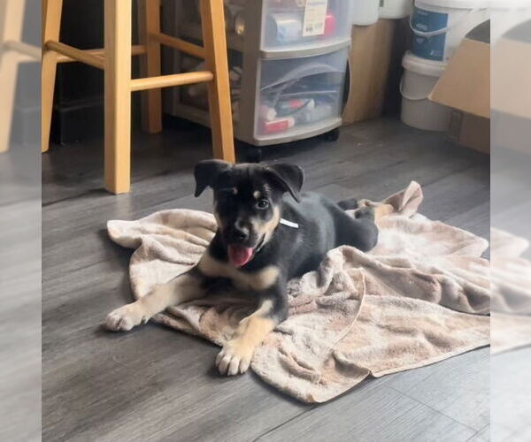 Medium Photo #4 Huskies -Labrador Retriever Mix Puppy For Sale in Dana Point, CA, USA