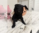 Puppy Puppy 6 Goldendoodle-Poodle (Standard) Mix