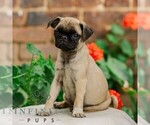 Small #2 Pug