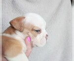 Small Photo #3 English Bulldog Puppy For Sale in FORT GIBSON, OK, USA