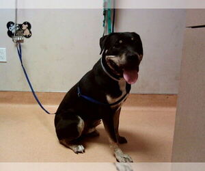 Rottweiler-Unknown Mix Dogs for adoption in Martinez, CA, USA