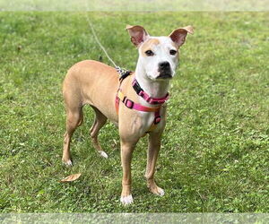 American Pit Bull Terrier-Unknown Mix Dogs for adoption in Catasauqua, PA, USA