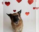 Small #6 German Shepherd Dog