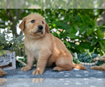 Small Photo #24 Golden Retriever Puppy For Sale in WOLCOTTVILLE, IN, USA
