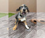 Small #4 Mutt