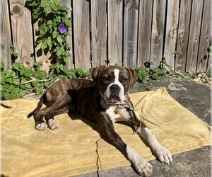 Boxer-Unknown Mix Dogs for adoption in Dumont, NJ, USA
