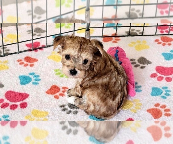 Medium Photo #14 Morkie Puppy For Sale in ORO VALLEY, AZ, USA