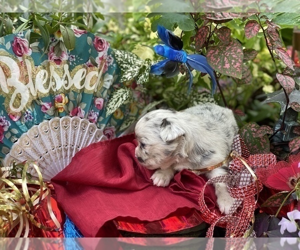 Medium Photo #26 Bullhuahua-Chihuahua Mix Puppy For Sale in RAWSONVILLE, MI, USA