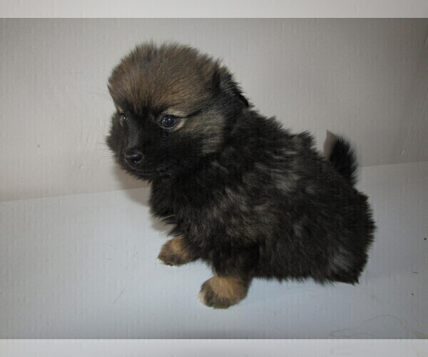 Medium Photo #5 Pomsky Puppy For Sale in KOKOMO, IN, USA