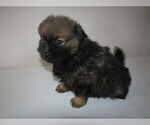 Small Photo #5 Pomsky Puppy For Sale in KOKOMO, IN, USA