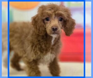 Poodle (Toy) Puppy for sale in TAYLOR, TX, USA