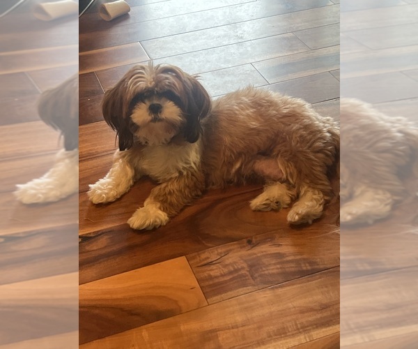 Medium Photo #1 Shih Tzu Puppy For Sale in CENTRALIA, IL, USA