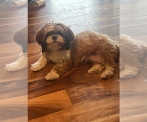 Father of the Shih Tzu puppies born on 11/10/2025