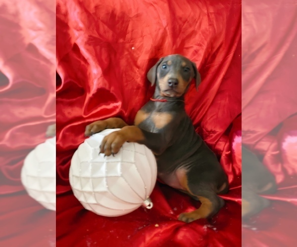 Medium Photo #6 Doberman Pinscher Puppy For Sale in YUCCA VALLEY, CA, USA