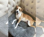 Small #11 American Foxhound Mix