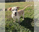 Hawaii : Kihei - Female Labrador Retriever-Unknown Mix Dog for Adoption - Small photo