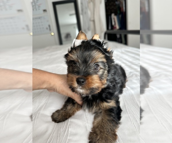 Medium Photo #14 Yorkshire Terrier Puppy For Sale in WEST HARTFORD, CT, USA