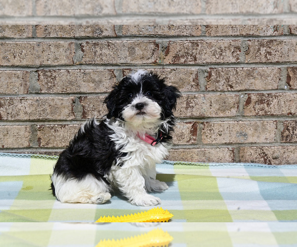 Medium Photo #4 Havapoo Puppy For Sale in GUTHRIE, KY, USA