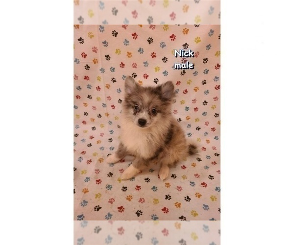 View Ad American Eskimo Dog Puppy for Sale near Tennessee, CLARKSVILLE