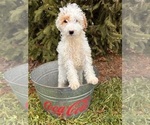 Small Photo #3 Goldendoodle (Miniature) Puppy For Sale in MIDDLEBURY, IN, USA