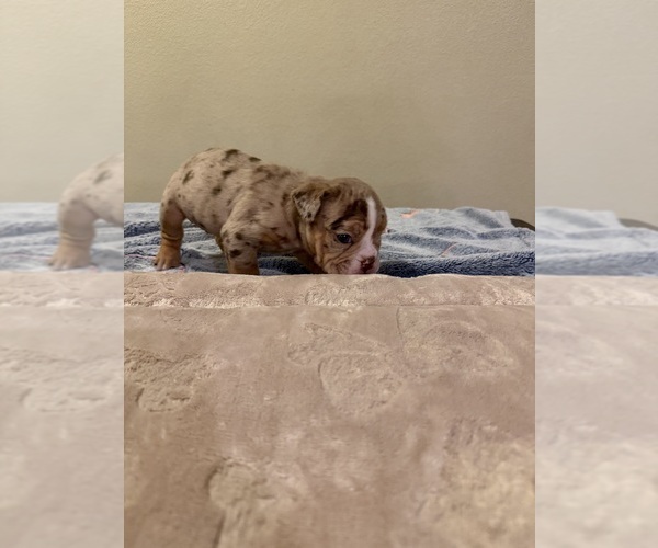 Medium Photo #11 Bulldog Puppy For Sale in LAS VEGAS, NV, USA