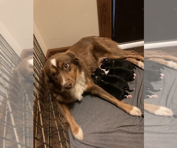 Medium Photo #1 Miniature Australian Shepherd Puppy For Sale in HOPE HULL, AL, USA