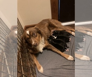 Mother of the Miniature Australian Shepherd puppies born on 11/07/2025