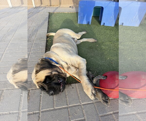 Medium Photo #3 Mutt Puppy For Sale in Goodyear, AZ, USA