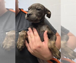 American Pit Bull Terrier Dogs for adoption in Decatur, IL, USA