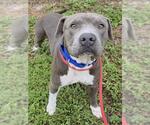 Small #1 Mutt