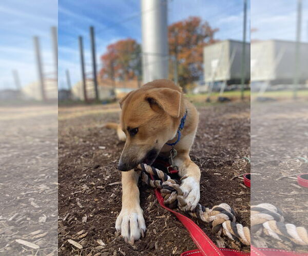 Medium Photo #18 Retriever -Unknown Mix Puppy For Sale in Rustburg, VA, USA