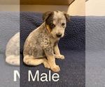 Small Photo #2 Australian Cattle Dog Puppy For Sale in TOPPENISH, WA, USA